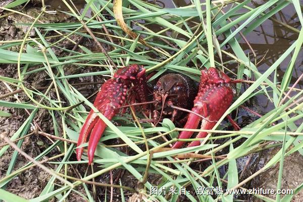 2018养小龙虾赚钱吗？小龙虾养殖的利润与投资成本及前景预测