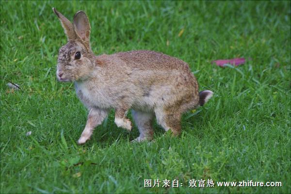 野兔的生活习性特点