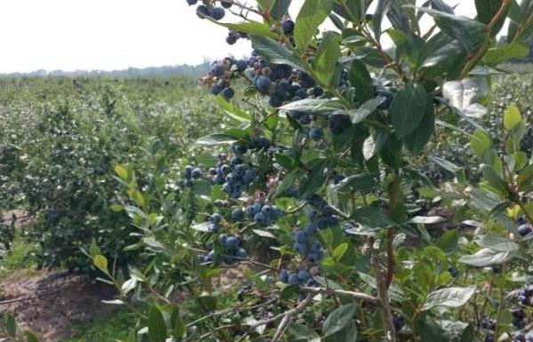 蓝莓种植一亩的成本是多少 蓝莓种植适合什么地方