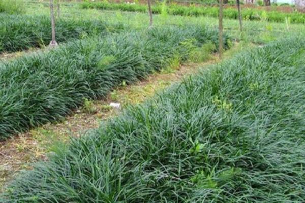 麦冬如何种植 怎样种植麦冬