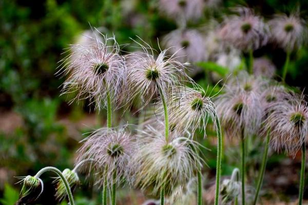 白头翁花图片大全 白头翁花语及寓意