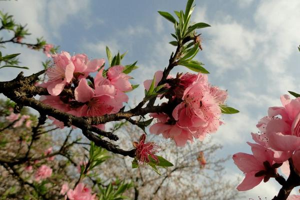 桃花图片大全 桃花花语及寓意 关于桃花的诗句有哪些