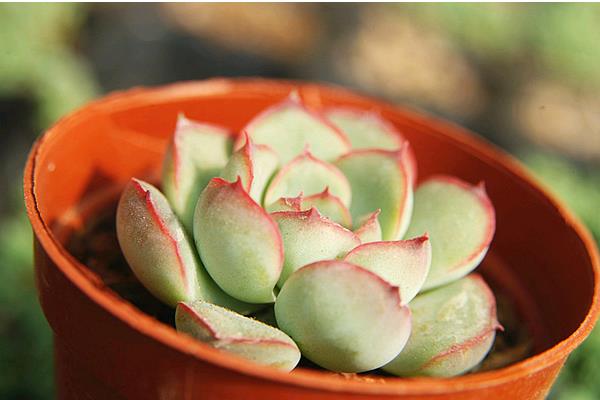 花月夜多肉图片大全（老桩） 花月夜特点与简介