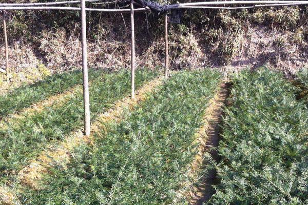 香榧种植前景怎么样 种植香榧一亩成本多少 香榧种植效益好吗