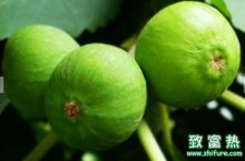 无花果的营养价值和功效,孕妇适宜吃无花果吗