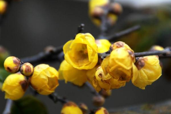 腊梅花功效与作用 腊梅花药用价值