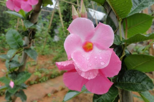 飘香藤怎么种 飘香藤种植方法与注意事项