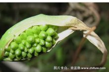 2018种半夏赚钱吗?半夏种植的利润与投资成