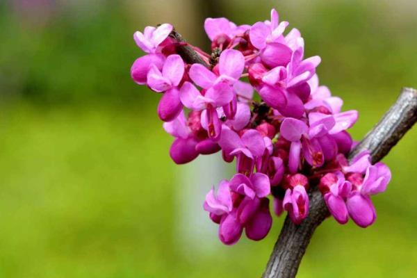 紫荆花图片大全 紫荆花语及寓意