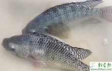 养殖罗非鱼生长旺季水质的管理