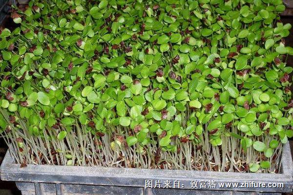 香椿芽苗菜种植视频