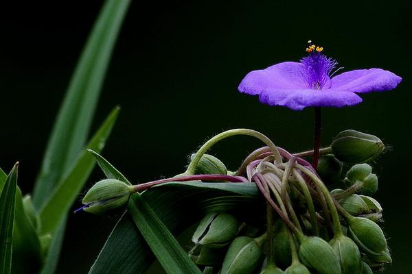 紫露草图片大全 紫露草花语及寓意