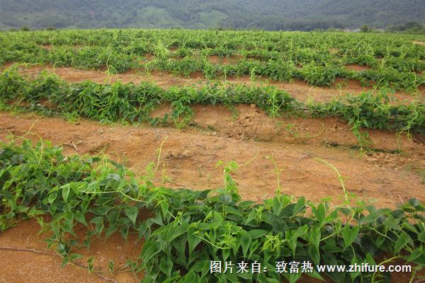 淮山药种植技术大全