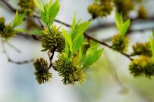 杜仲雄花的作用与功效及禁忌,什么是杜仲雄