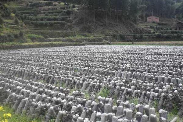 黑木耳种植时间及方法 黑木耳栽培技术