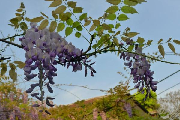 紫藤花图片大全 紫藤花花语及寓意