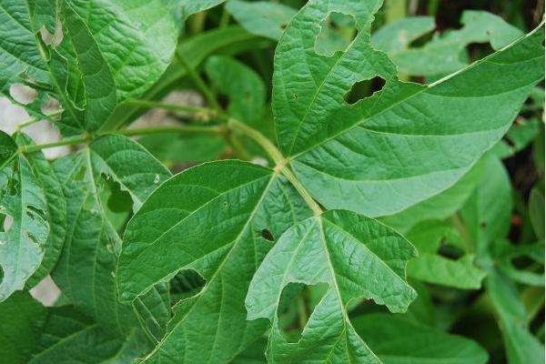 黄豆怎么种 黄豆种植技术与注意事项