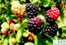 黑莓怎么能实现高产