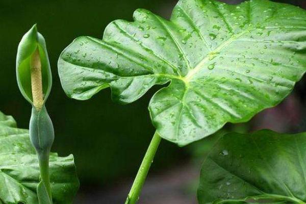 滴水观音怎么种 滴水观音种植方法与注意事项