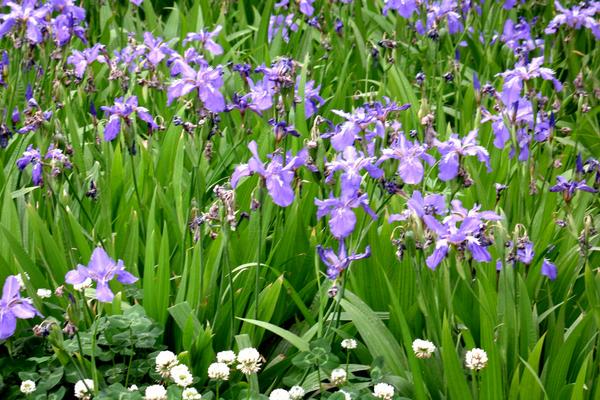 2018种兰花赚钱吗？兰花种植的利润与投资成本及前景预测