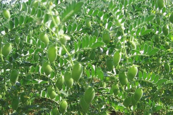 鹰嘴豆种植时间和方法