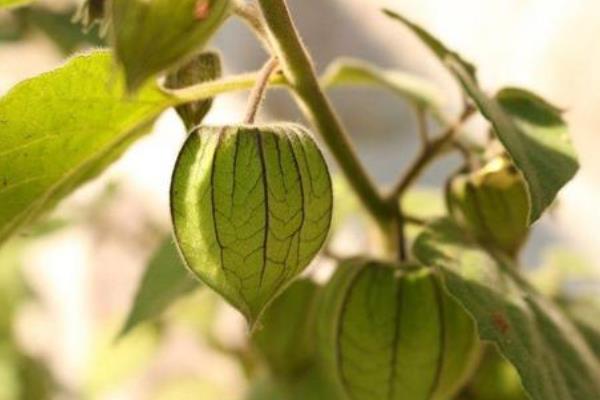 灯笼果种植技术 灯笼果什么时候种植