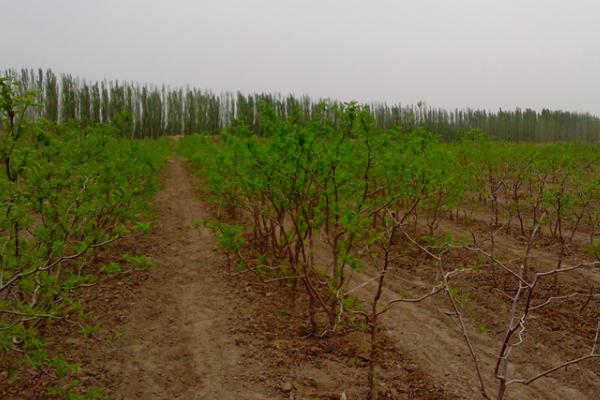 大枣树苗市场价格多少钱一棵 大枣树苗的种植方法