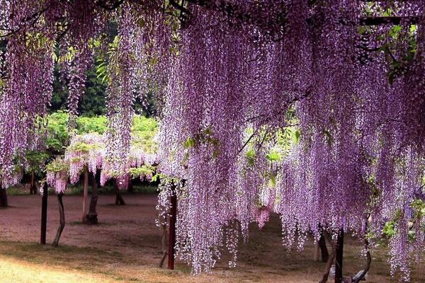 紫藤花怎么修剪枝叶 紫藤花怎么繁殖