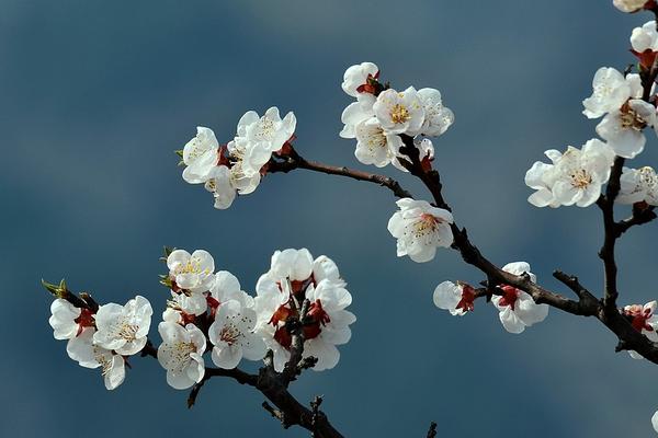 2018种李子赚钱吗？李子种植的利润与投资成本及前景预测