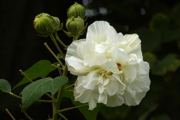 木芙蓉花图片大全 木芙蓉是什么花