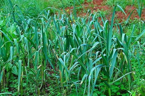 蒜苗怎么种 蒜苗科学种植技术