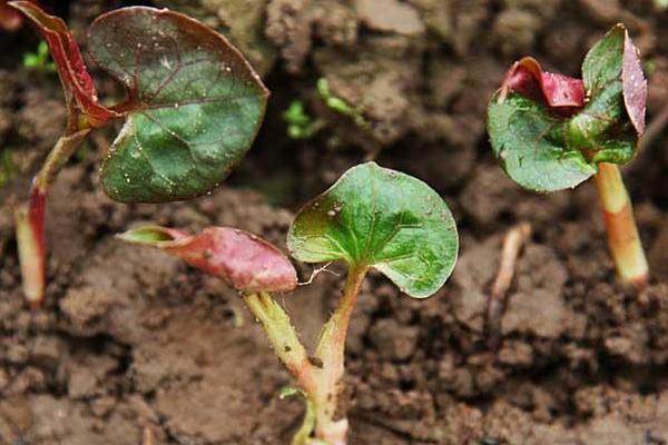 鱼腥草种植方法 鱼腥草怎么种