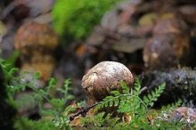 松茸可以种植吗,松茸怎么种