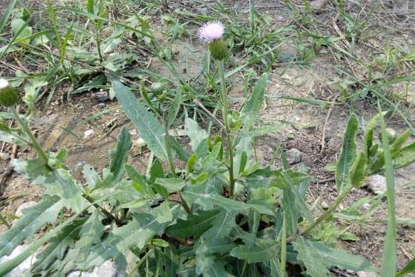 野菜刺儿菜市场价格多少钱一斤 刺儿菜产地在哪里