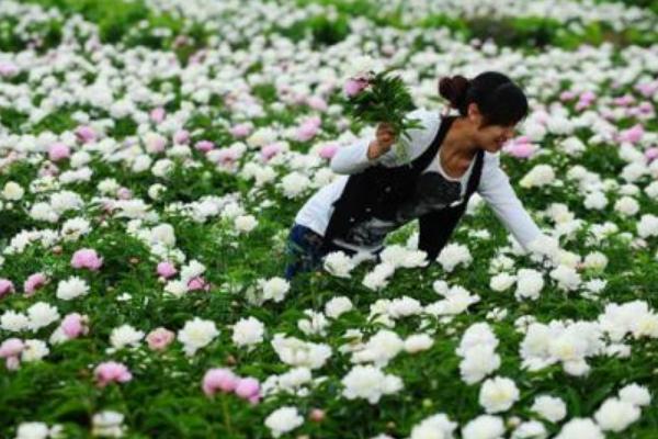 白芍种植技术 白芍怎么种植