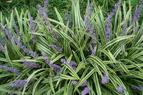 麦冬如何种植 怎样种植麦冬