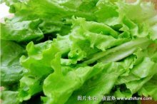 2018种生菜赚钱吗?生菜种植的利润与投资成