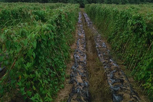 淮山药种植技术大全