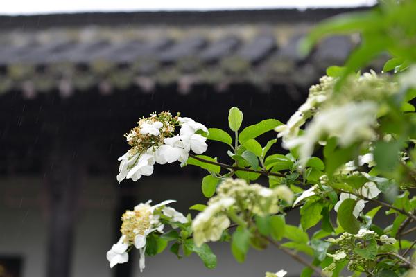 琼花怎么种 琼花种植方法与注意事项