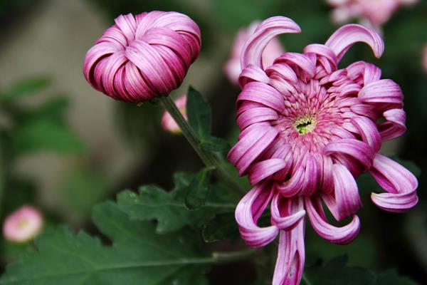 菊花怎么修剪枝叶好看 菊花繁殖方法