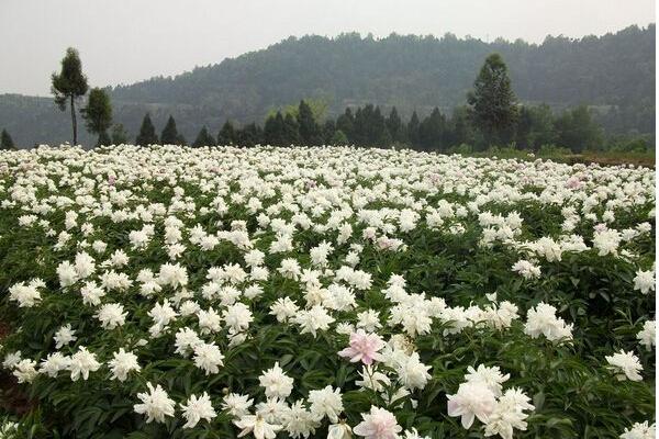 白芍种植技术 白芍怎么种植