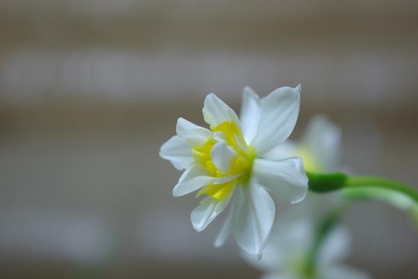 水仙花怎么养 水仙花养殖方法与注意事项