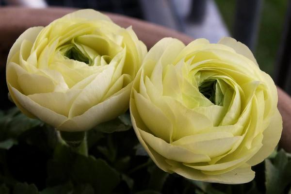 花毛茛种子怎么种 花毛茛种子种植方法与注意事