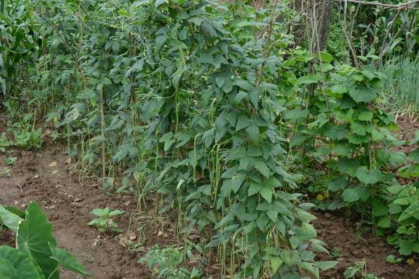 豇豆栽培技术豇豆种植方法