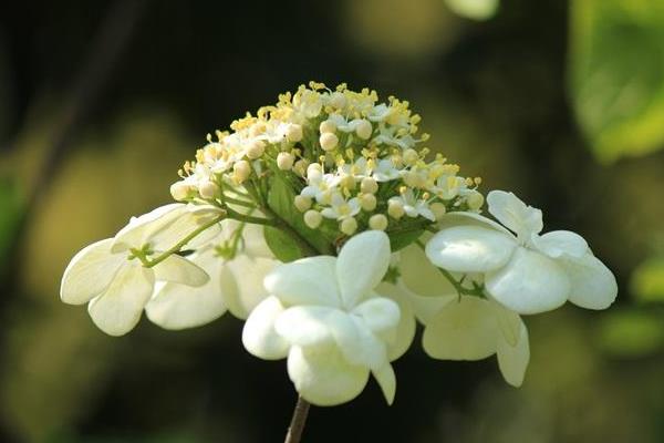 琼花图片大全琼花的花语及寓意关于琼花的诗句