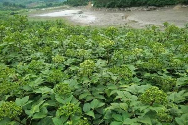 吴茱萸亩产量是多少 吴茱萸种植效益好吗