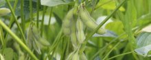 黄豆怎么种植方法,什么时间种