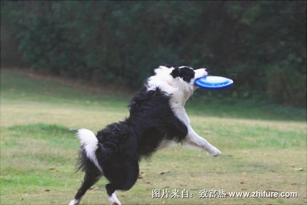 边境牧羊犬训练方法