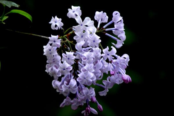 丁香花图片大全 丁香花花语及寓意 丁香花有哪些品种