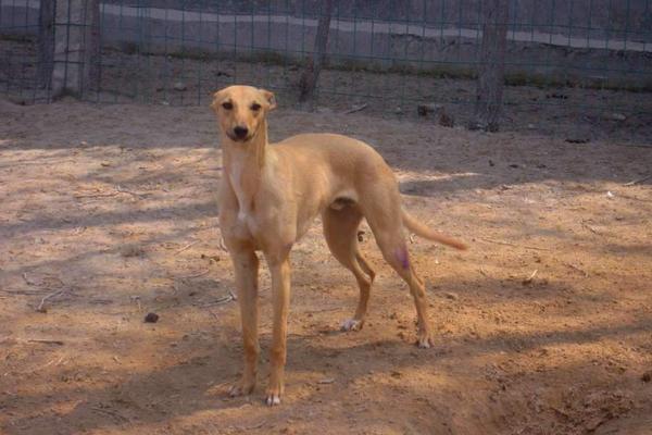 格力犬市场价格多少钱一只 格力犬怎么训练